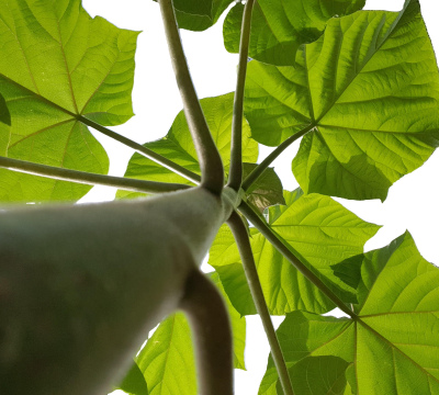 Pack Standard - Elimination d'1 Tonne de CO2